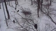 Кот против воробьёв