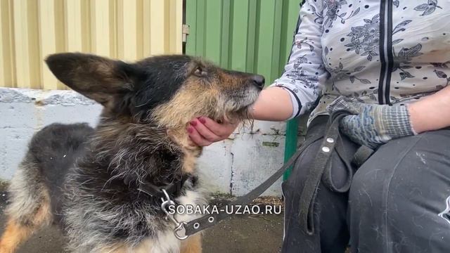 Федя ищет хозяев! Приют «Щербинка» SOBAKA-UZAO.RU