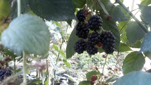 BLACKBERRY / ЕЖЕВИКА/Бизнес/Business