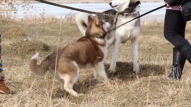 Хаски Agatto и Nora. Знакомство и прогулка
