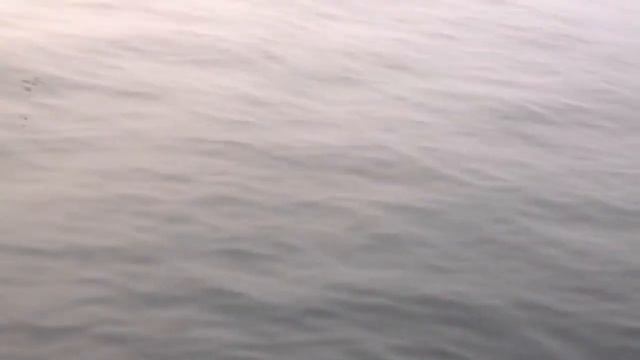 Охотское море и птицы