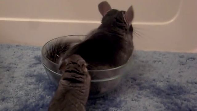Baby Chinchilla's First Bath