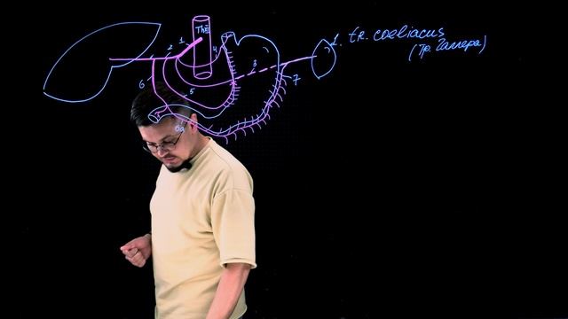 ?Кровоснабжение желудка, венозный и лимфатический отток!  Смотрим, конспектируем!?
