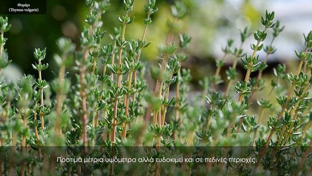 Thymus Vulgaris GR