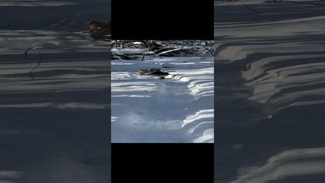 Щенки тайского риджбека