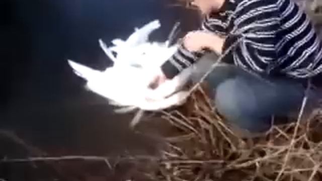 Спасение двух лебедей