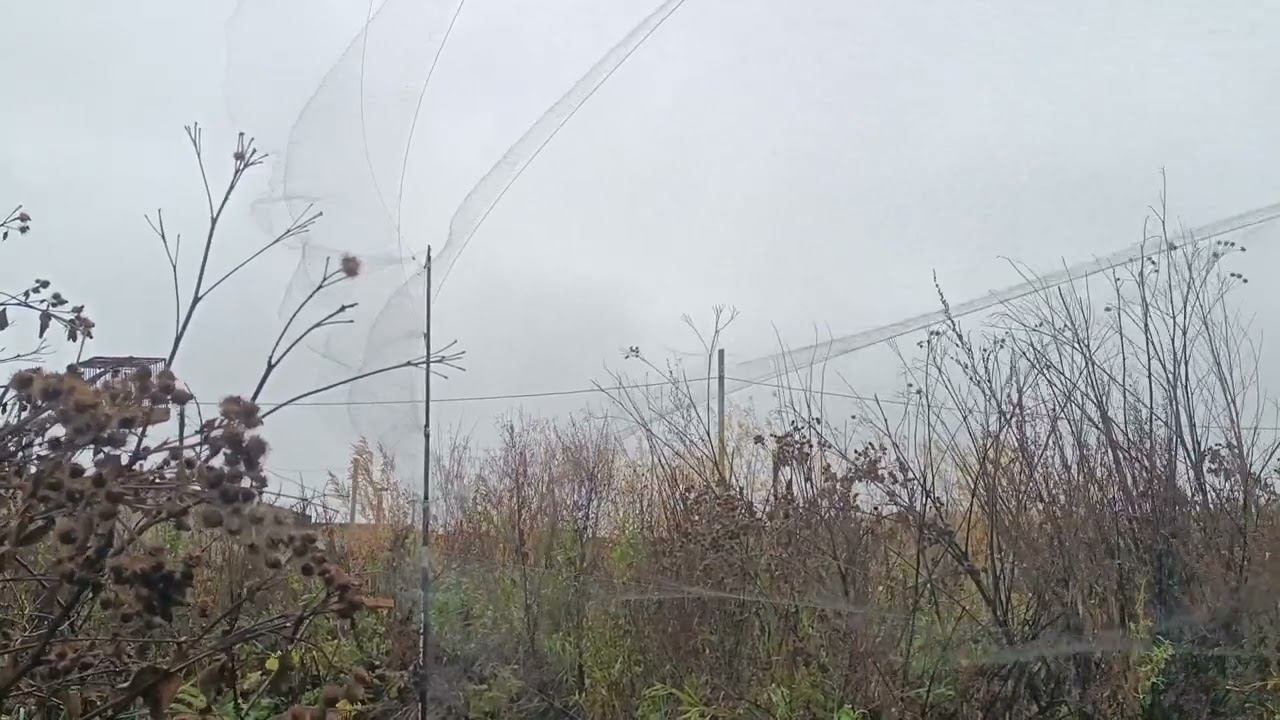 Ловля щеглов в непогоду 30.09.2023.