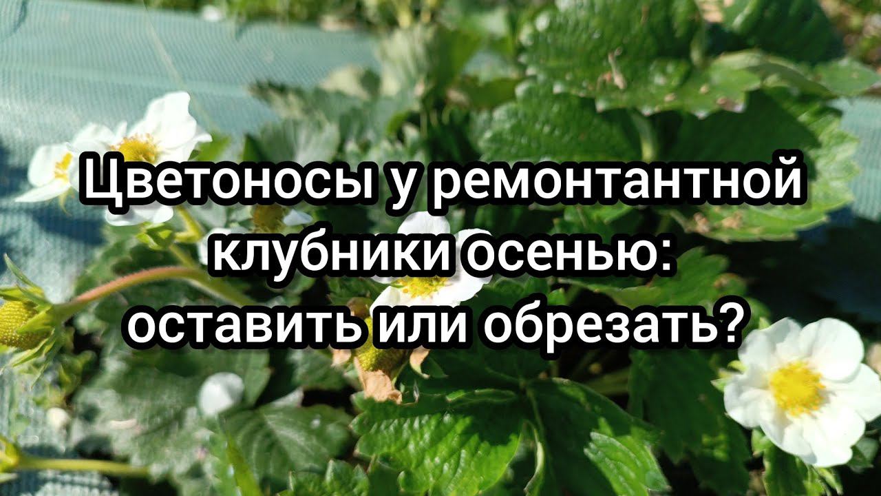 Цветоносы у ремонтантной клубники осенью: оставить или обрезать?