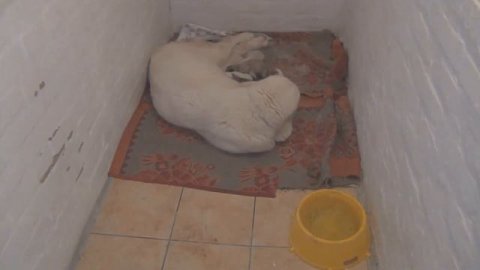 Алабай, роды в гостинице для собак