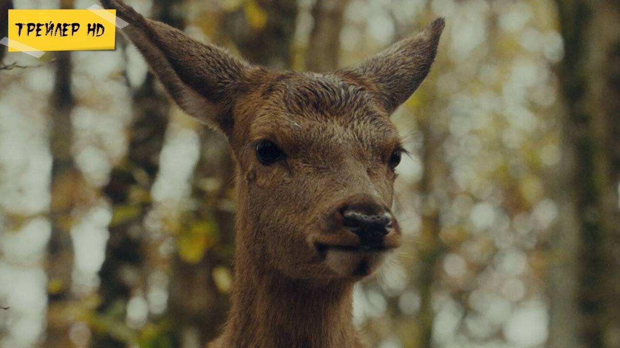 Бемби. История жизни в лесу / Bambi. The story of life in the forest (Фильм, 2024)