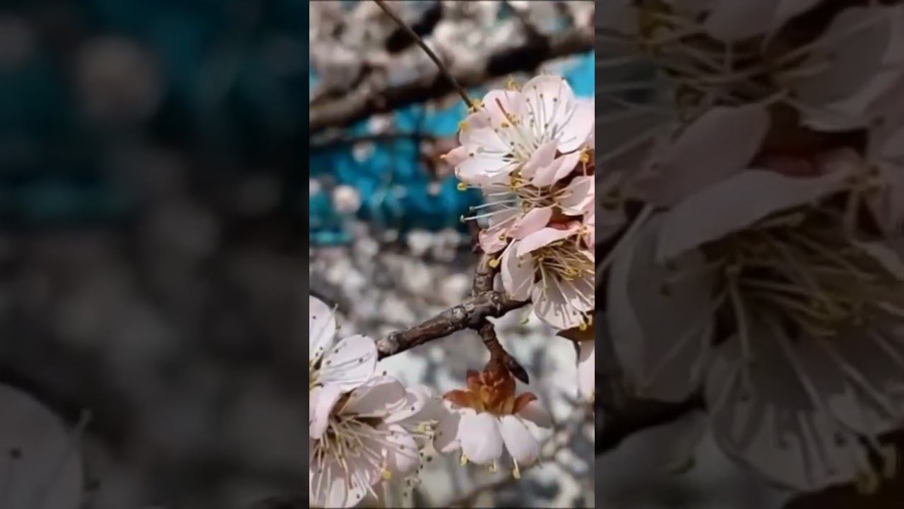 Красивые интересные цветы абрикоса пчелы пение птиц Beautiful interesting flowers bees birds singing