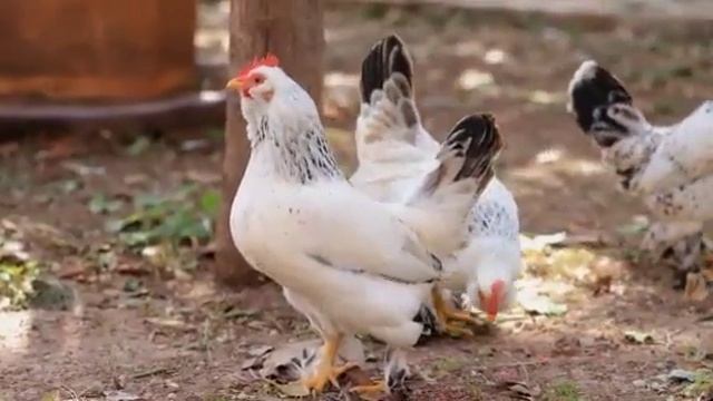 РЕЛАКС. НАСЛАЖДАЙСЯ АТМОСФЕРОЙ ДЕРЕВНИ И ПРИДЕТ БЛАЖЕНСТВО!