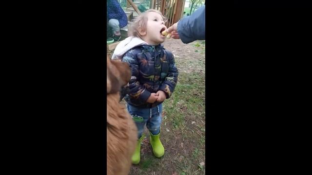 Завели курочек-несушек. Реакция детей. Кусочек нашего утра.