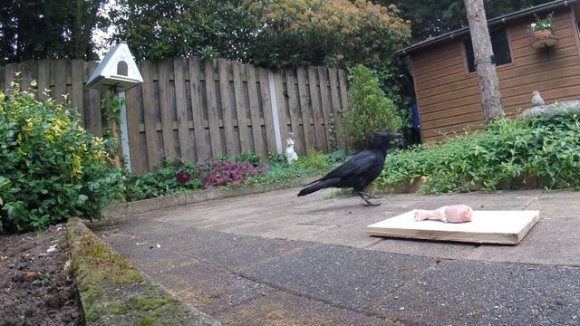 НАДО УБЕДИТЬСЯ, ЧТО ЭТО НЕ ОПАСНО)) #птицы #врановые #ворона #кормушка #наблюдение