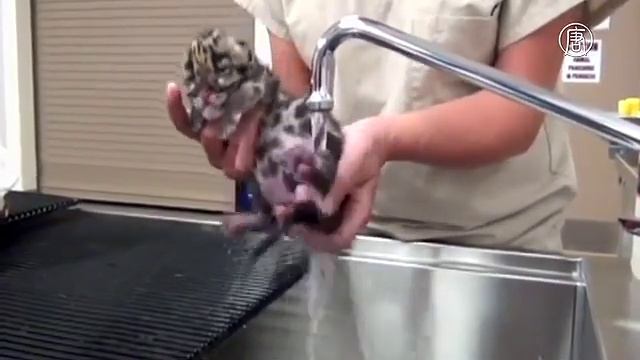 Редкий дымчатый леопард.
