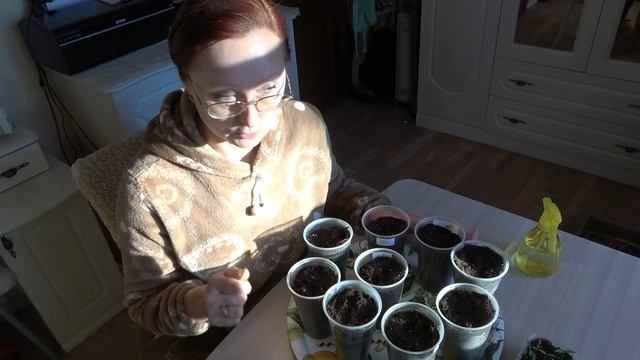 Домашнее видео. Хроника. Утеплила подоконники, пикировала перец. Dive pepper.