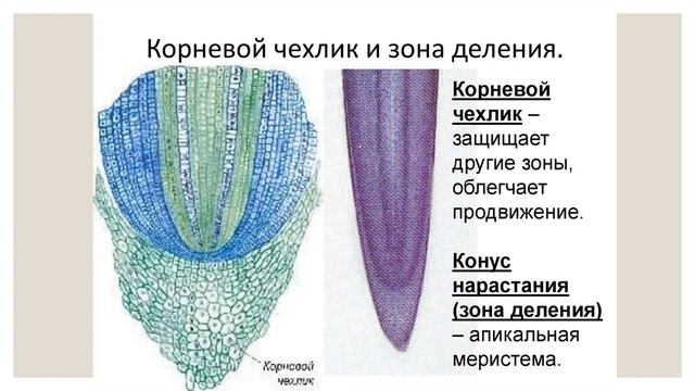 корень