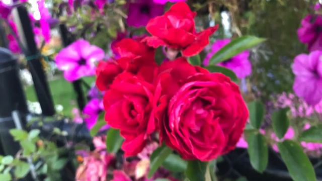 长期长、花量大、耐寒、喜阳的Hardy Rose Hunder