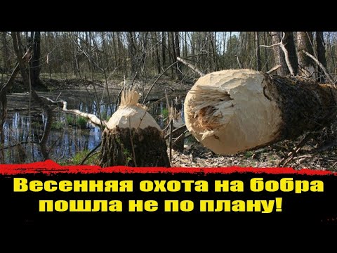 Охота на бобра с ружьем, с подхода весной, как охотится на бобра ? Бобровая запруда Охота на зайца!