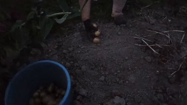 Копаем картошку ночью с фонарями...
