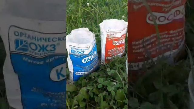 Что делать с пионом после цветения.