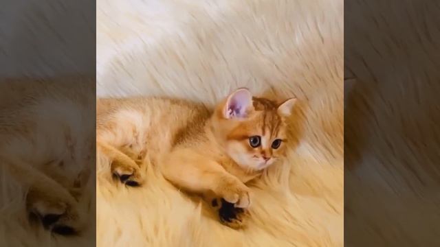 Рыжий британский котик играет с мышкой