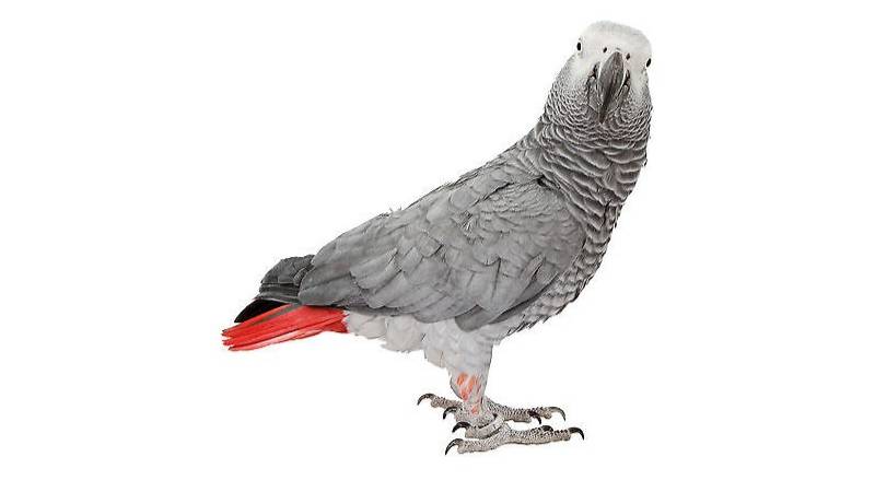 ЧуЖак Попугай Жако, Contents of Gray African parrots