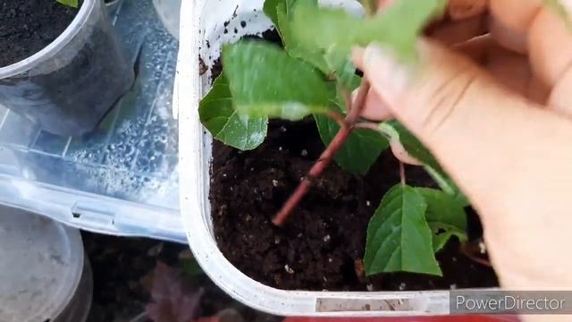 Результат укоренения черенков гортензии с одним междоузлием  в боксах.