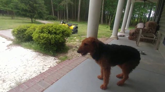 Leash Training Jessie Mae The Airedale Terrier While Tipsy On April 26, 2019