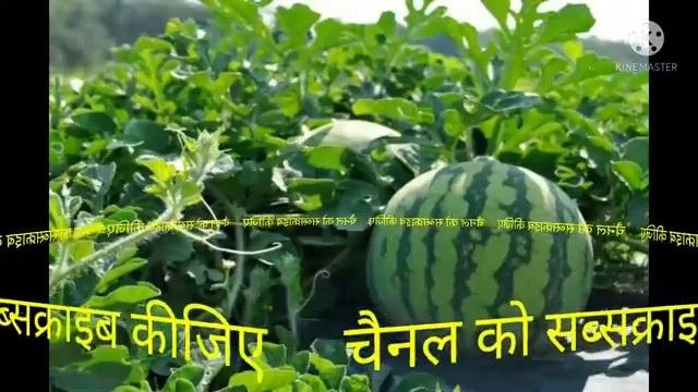 परगनस म सपन म तरबज दखन. Pregnancy mein sapne me tarbooz dekhna.ToSeeWatermelonInDrea