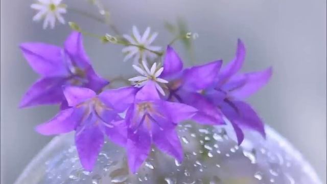Нежность цветов...).wmv
