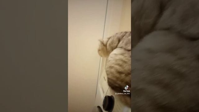 кот Мишка ?