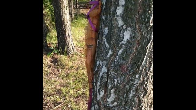 Игуана бегает и забирается на дерево