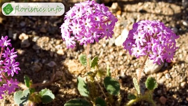 ? Вербена  описание цветка условия выращивания вербены