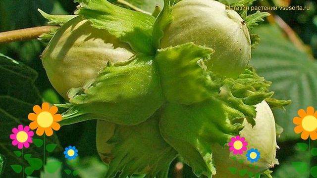 Лещина обыкновенная Нотингам Фручбар. Краткий обзор, описание corylus avellana Nottingham Fruchtbar
