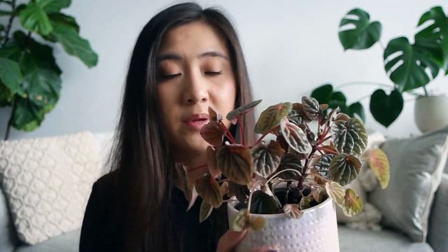 Peperomia Plant Collection (Part 2) | String of Turtles, Watermelon Peperomia and More!