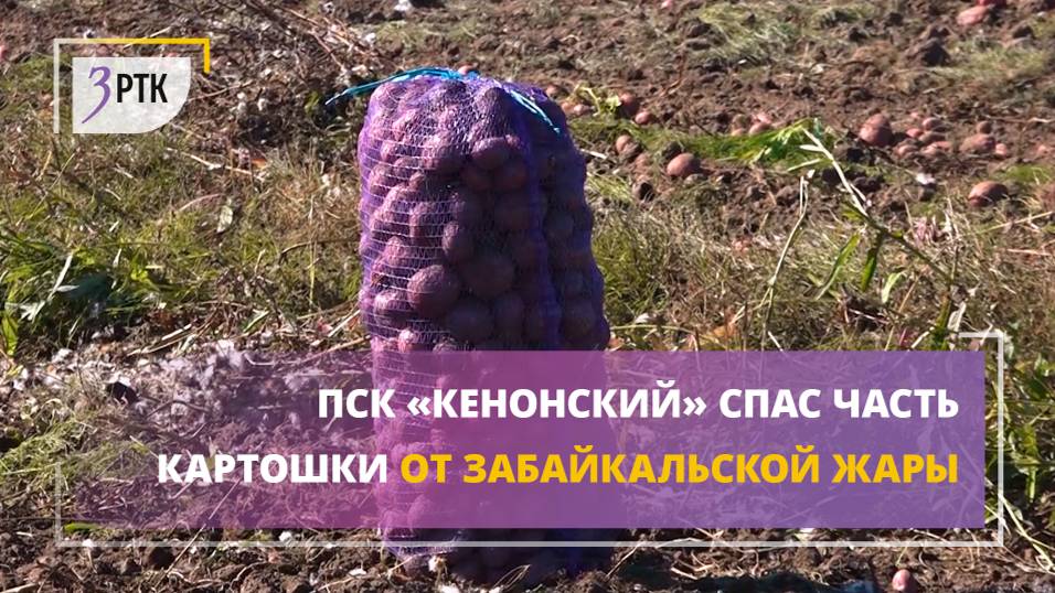 ПСК «Кенонский» спас часть картошки от забайкальской жары