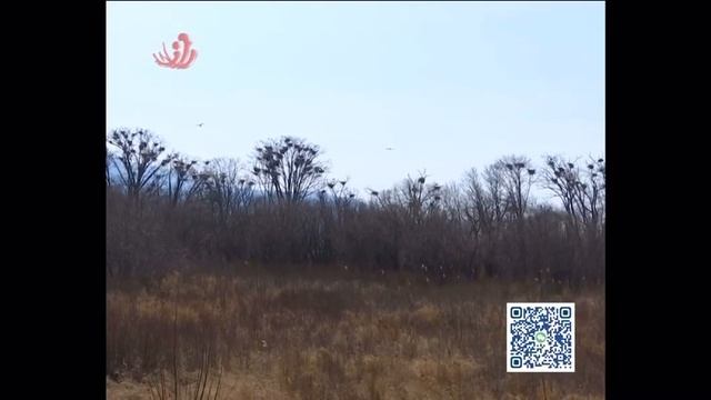 Перелетные птицы вернулись в заповедники Тунцзяна и Фуюаня