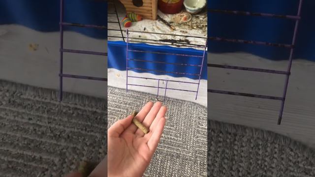День рождения у моей морской свинки!! 🐹💗🌟 2 ГОДА!!! | Ютуб съел качество