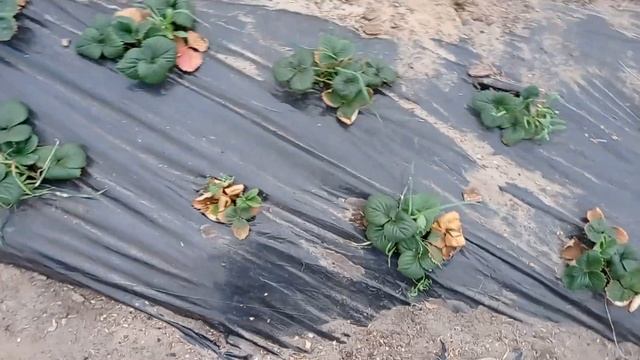 Клубника после зимы: первые действия.