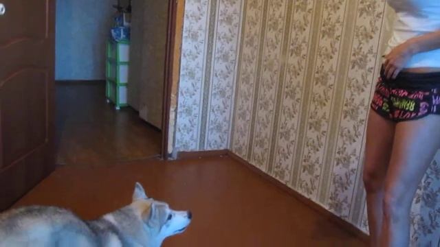 Доломит выпрашивает свою игрушку)