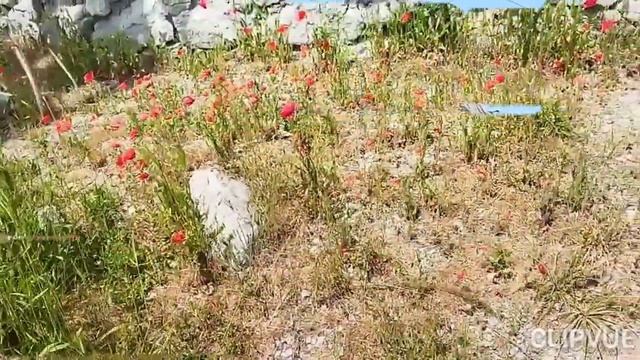 Как вы прекрасны, красные маки в Симеизе