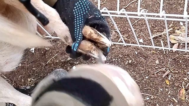 Обрезка копыт