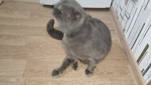 Кекс