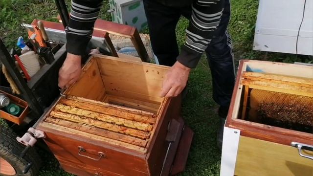 Работа с пчелами заселяем отводок в восмирамочник из эппс.