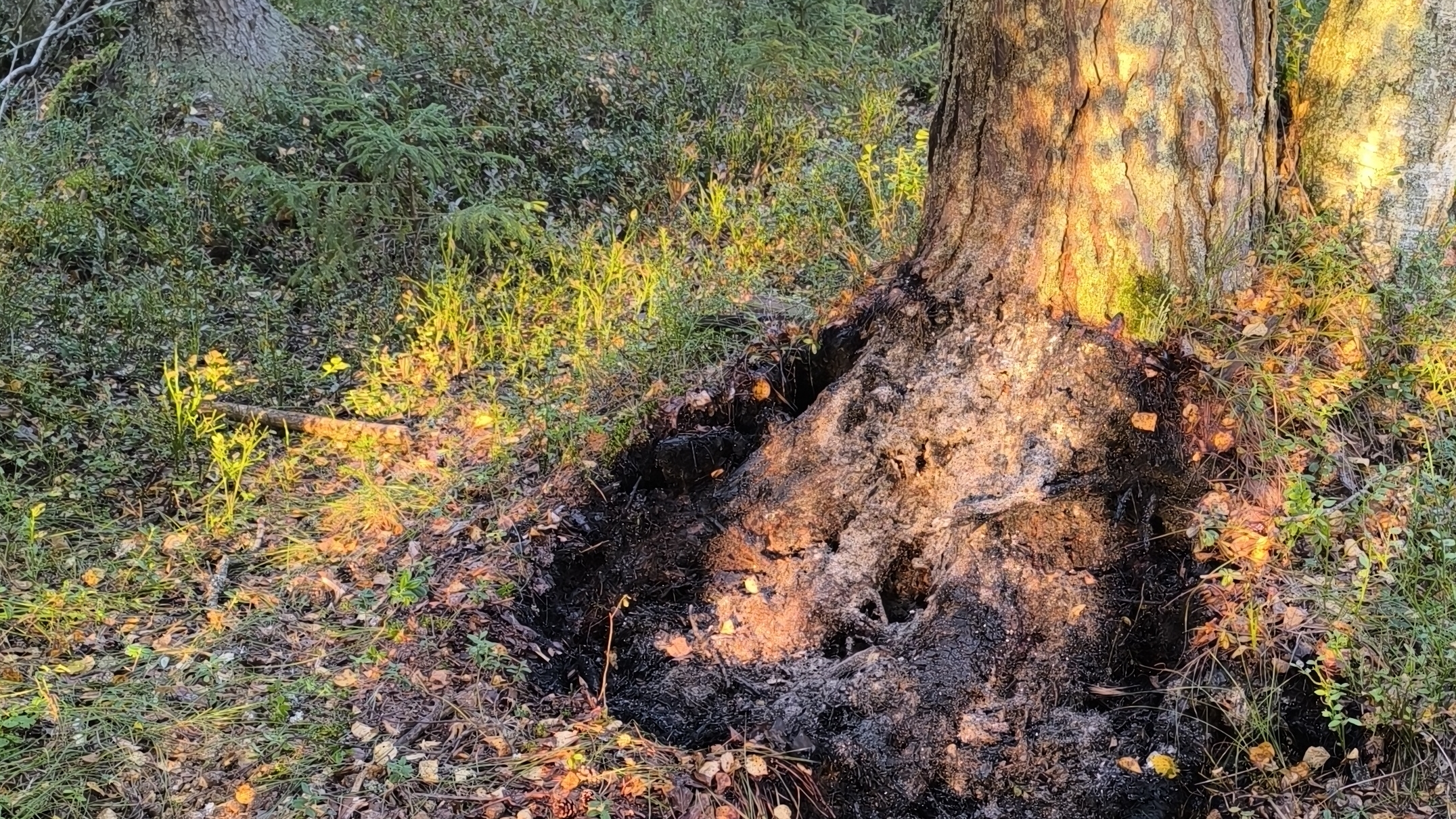 Осторожнее с огнём в лесу!!! Жду лесничих и ношу воду... / Wild fire in the forest