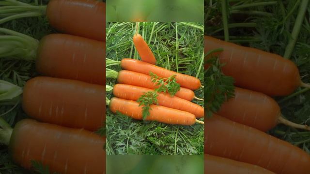 Апрель лучший месяц для посадки моркови и лука!