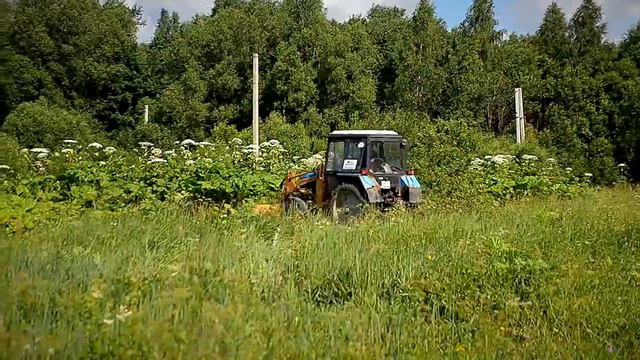 В Твери ведутся работы по уничтожению борщевика Сосновского