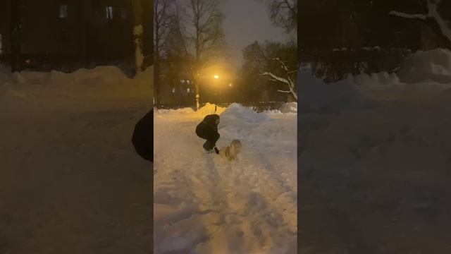 Изящные прогулки с собакой