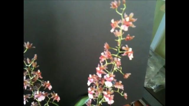 9/7/13 Bllra. Winter Wonderland & Onc.Twinkle Pink Blooms. And My First Vanda!!